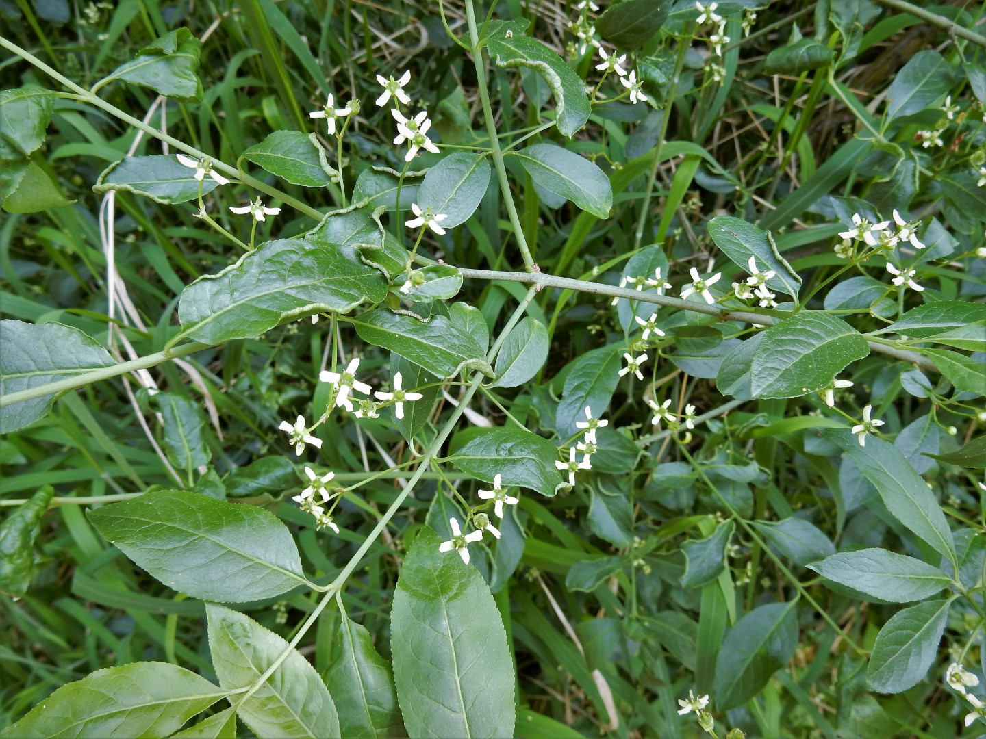 Hoe heet deze struik?